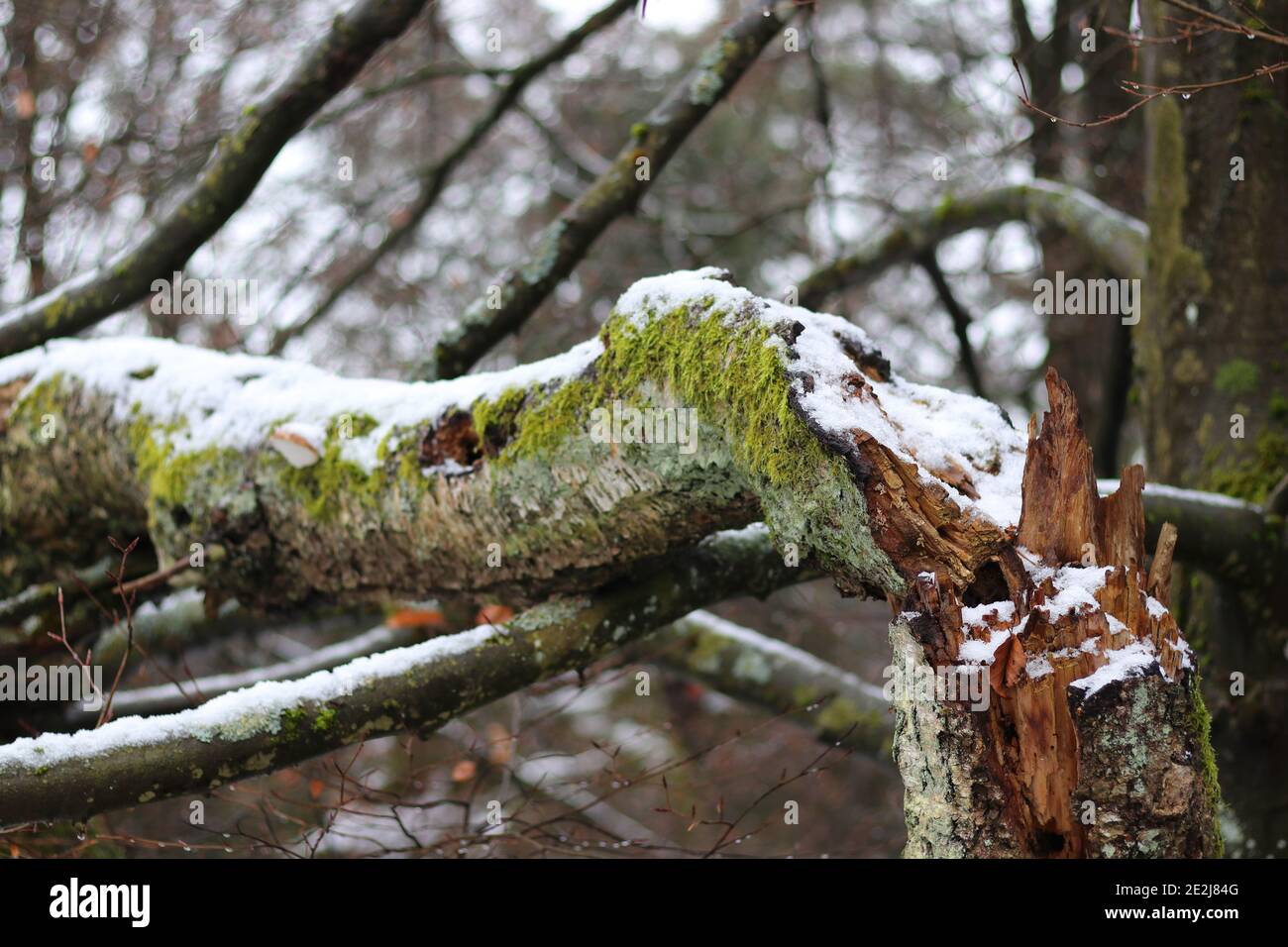 scenic view of a broken branch on a tree Stock Photo