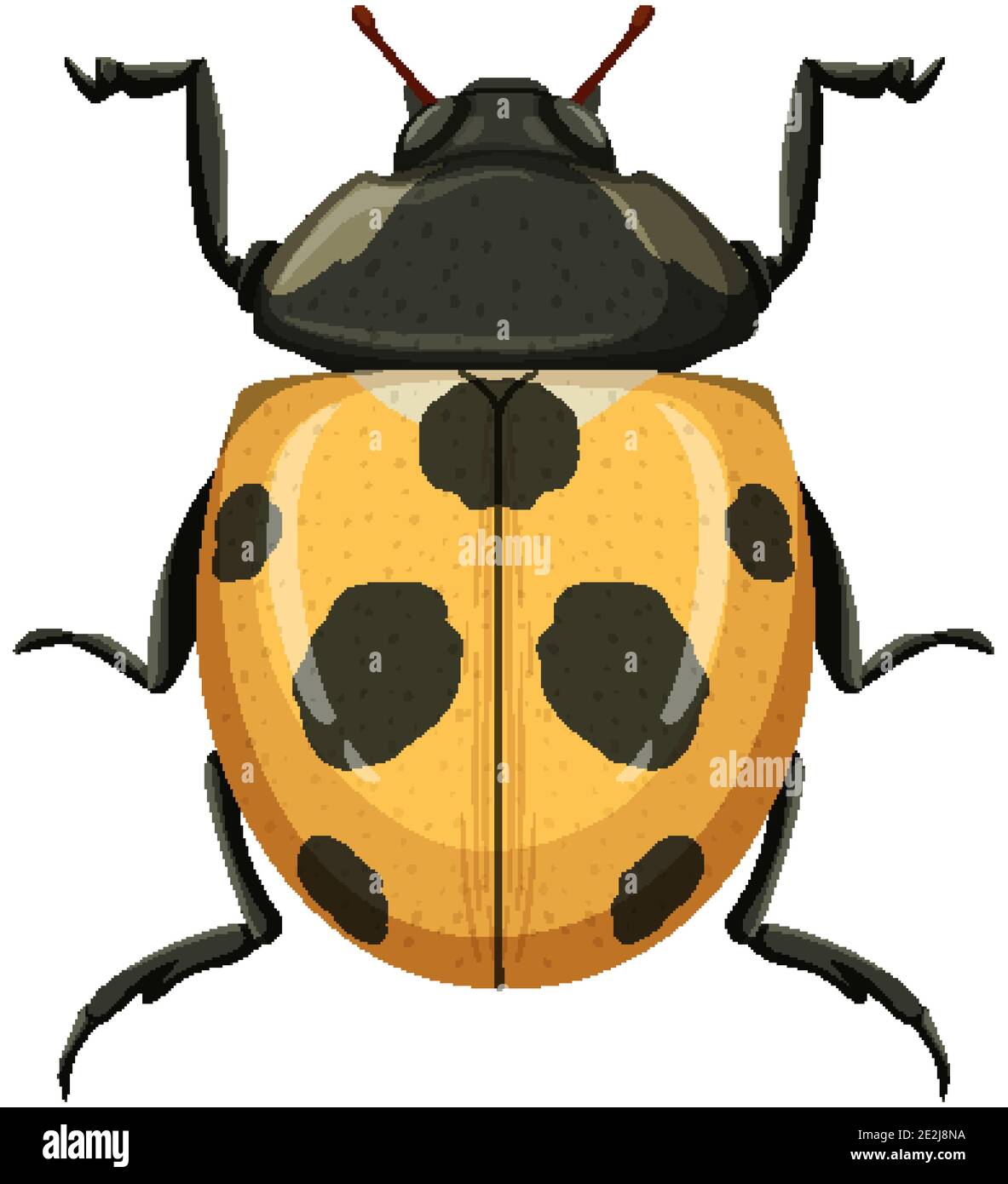 Yellow ladybug or ladybird isolated on white background illustration