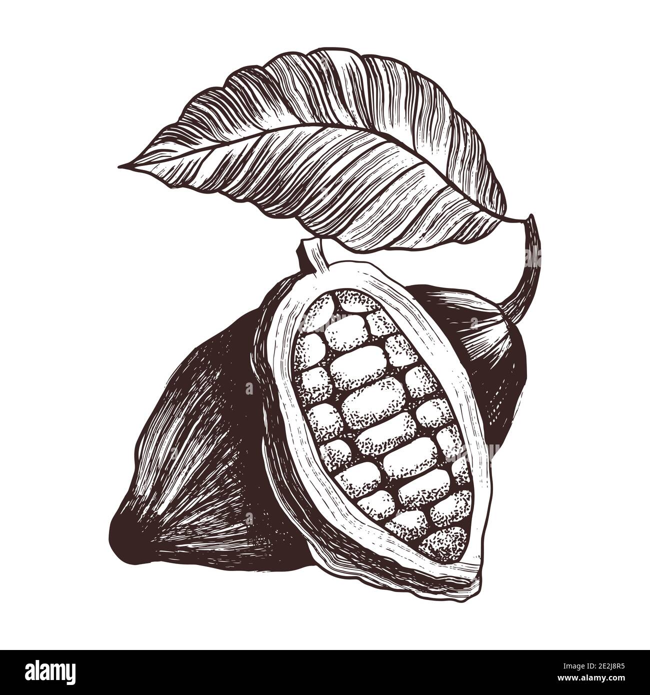 Cocoa beans. Vector illustration in engraving vintage style. Hand drawn