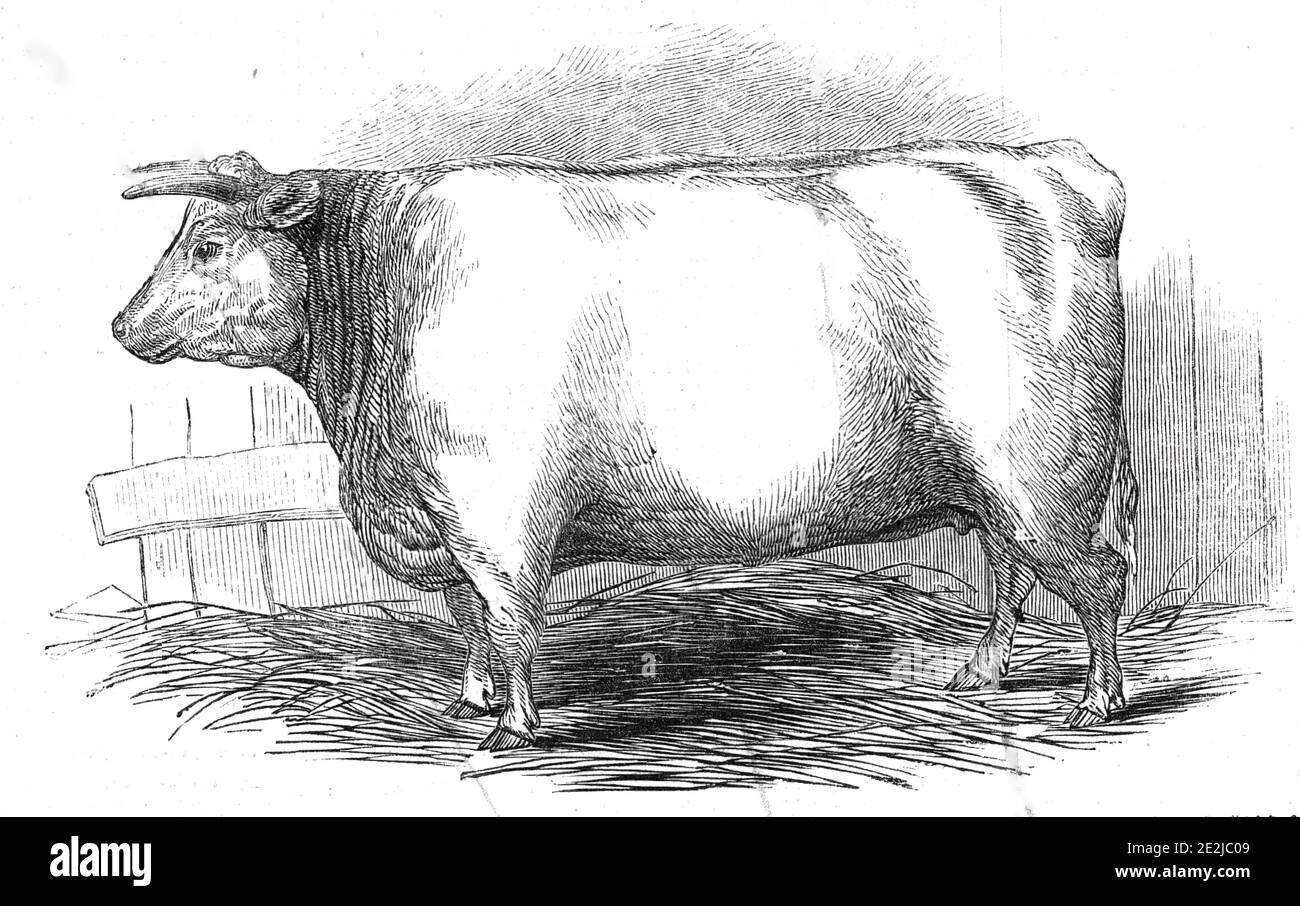 Mr. W. Trinder's 3 yrs. 10 mo. Old Durham heifer - first prize &#xa3;20 - sixth class - and silver medal and gold medal, 1845. Livestock show organised by the Smithfield Club in London. From &quot;Illustrated London News&quot;, 1845, Vol VII. Stock Photo