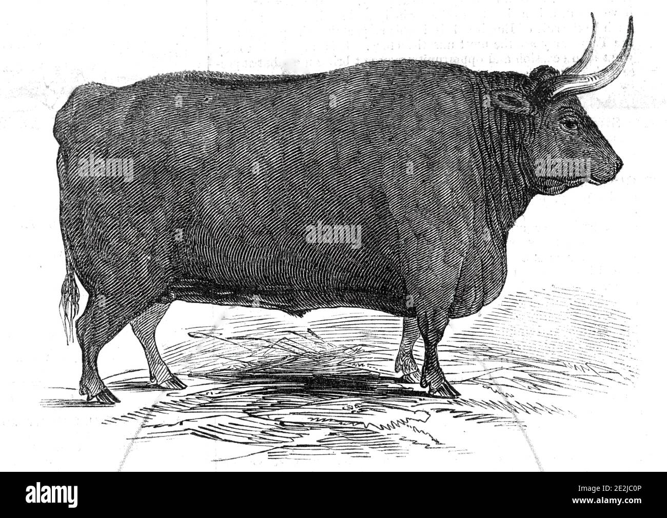 Mr. T. W. Fouracre's 3 yrs. 11 mo. old Devon steer - 1st prize, &#xa3;30 - second class - and silver medal, 1845. Livestock show organised by the Smithfield Club in London. From &quot;Illustrated London News&quot;, 1845, Vol VII. Stock Photo