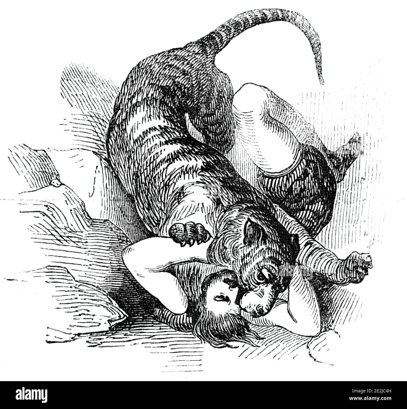 Carter's Tiger Feat, 1844. Circus act at Astley's Amphitheatre in London: 'Mr. Batty, the enterprising proprietor of this popular establishment, has recently added to its attractions, a spectacle entitled Mungo Park, in which Mr. Carter as &quot;Karfa, the Lion Tamer of the Niger&quot;, introduces many extraordinary feats with his trained troop of wild animals'.&#xa0;Here we see Mr. Carter, the American Lion King, '...gamboling with a fine tiger'.&#xa0;From &quot;Illustrated London News&quot;, 1844, Vol V. Stock Photo