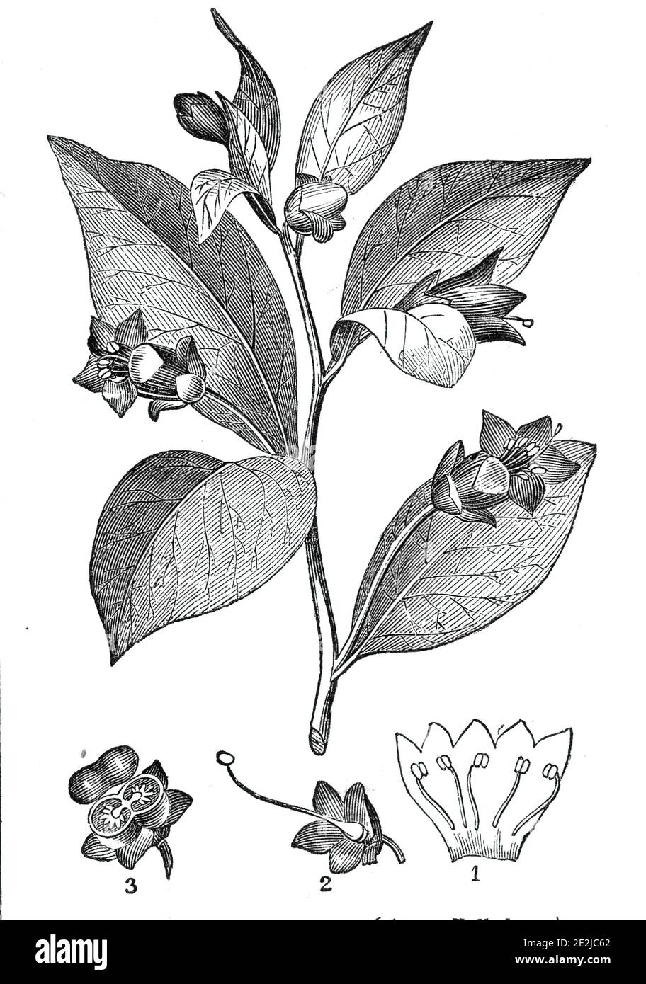 The Deadly Nightshade - (Atropa belladonna), 1844. 'The plant Atropa Belladonna, Deadly Nightshade, or dwale, is found not unfrequently in hedges and thickets in this country. The whole is of a lightish green colour, except the flowers, which are of a large and dingy-brownish purple; and the berries, which are of the rich deep black ot black cherries. The odour of the whole plant is nauseous and oppressive, as if to warn us of its venomous nature: the berries, from their resemblance to cherries, have often been eaten by children, with fatal consequences. The active property of the leaves and r Stock Photo