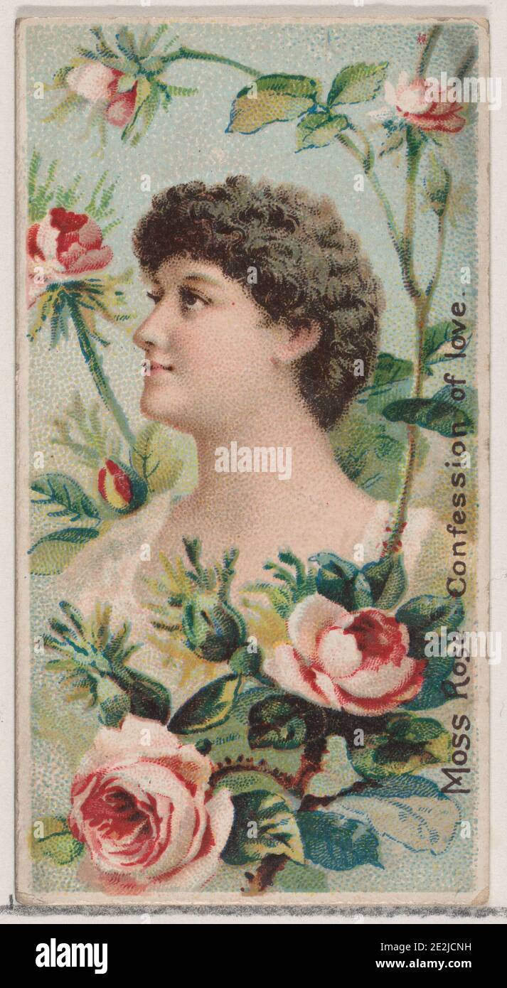 Moss Rose: Confession of Love, from the series Floral Beauties and Language of Flowers (N75) for Duke brand cigarettes, 1892. Stock Photo