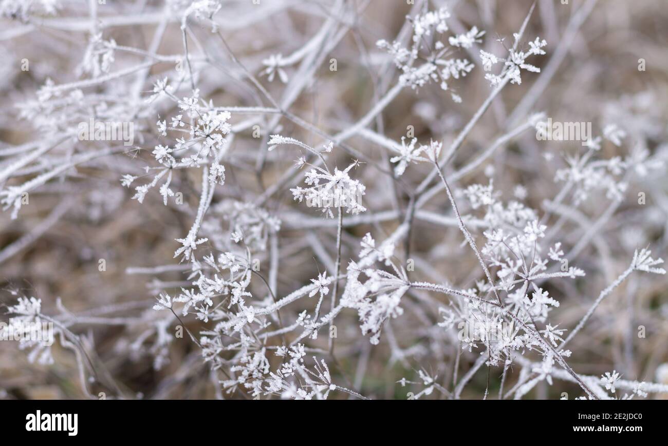 Frozen grass, frosty weather, fog and frost winter morning concept Stock Photo