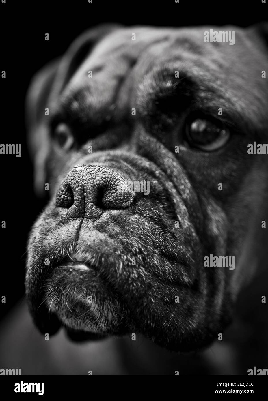 Close up portrait of a boxer dog Stock Photo - Alamy