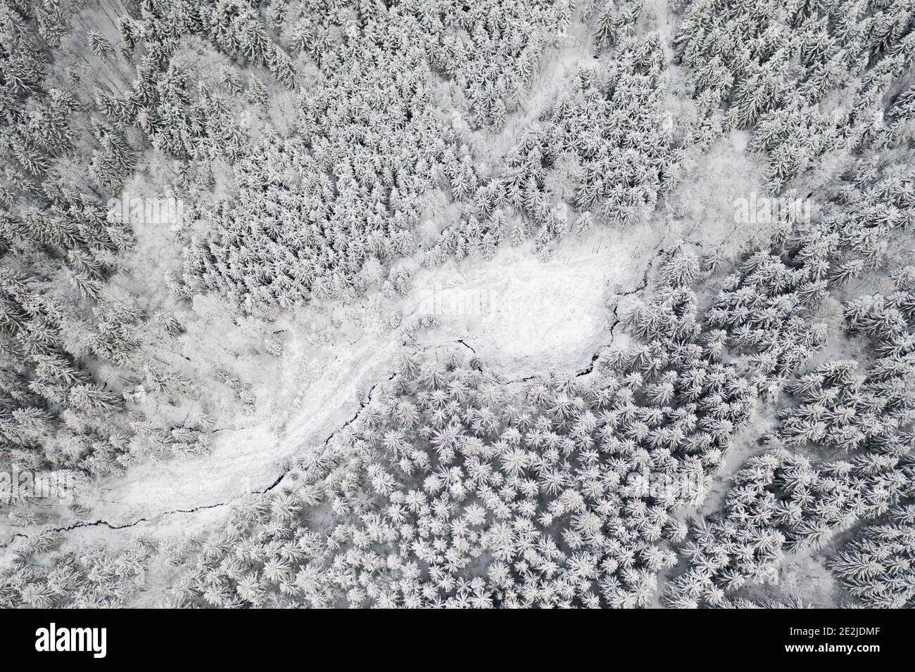 Frozen pine snowy forest in winter. Aerial view of fir trees covered ...