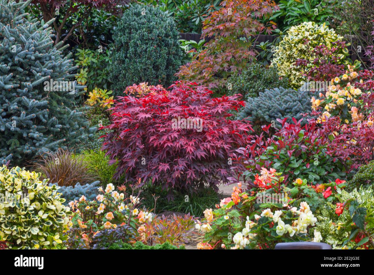 acers and mixed shrubs in combination at Four Seasons Garden in late October Stock Photo Alamy