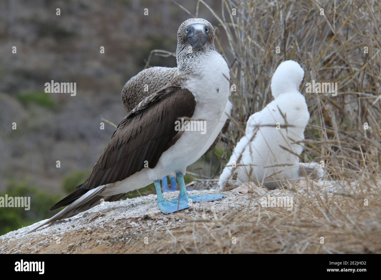 The Blue Footed Booby bird in its nest, Galapagos Stock Photo