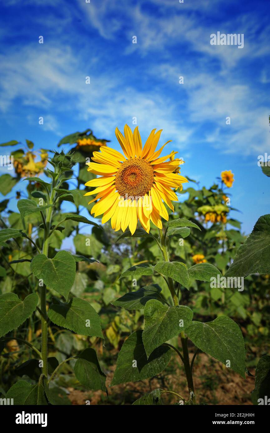 Sunflower in the field Stock Photo - Alamy
