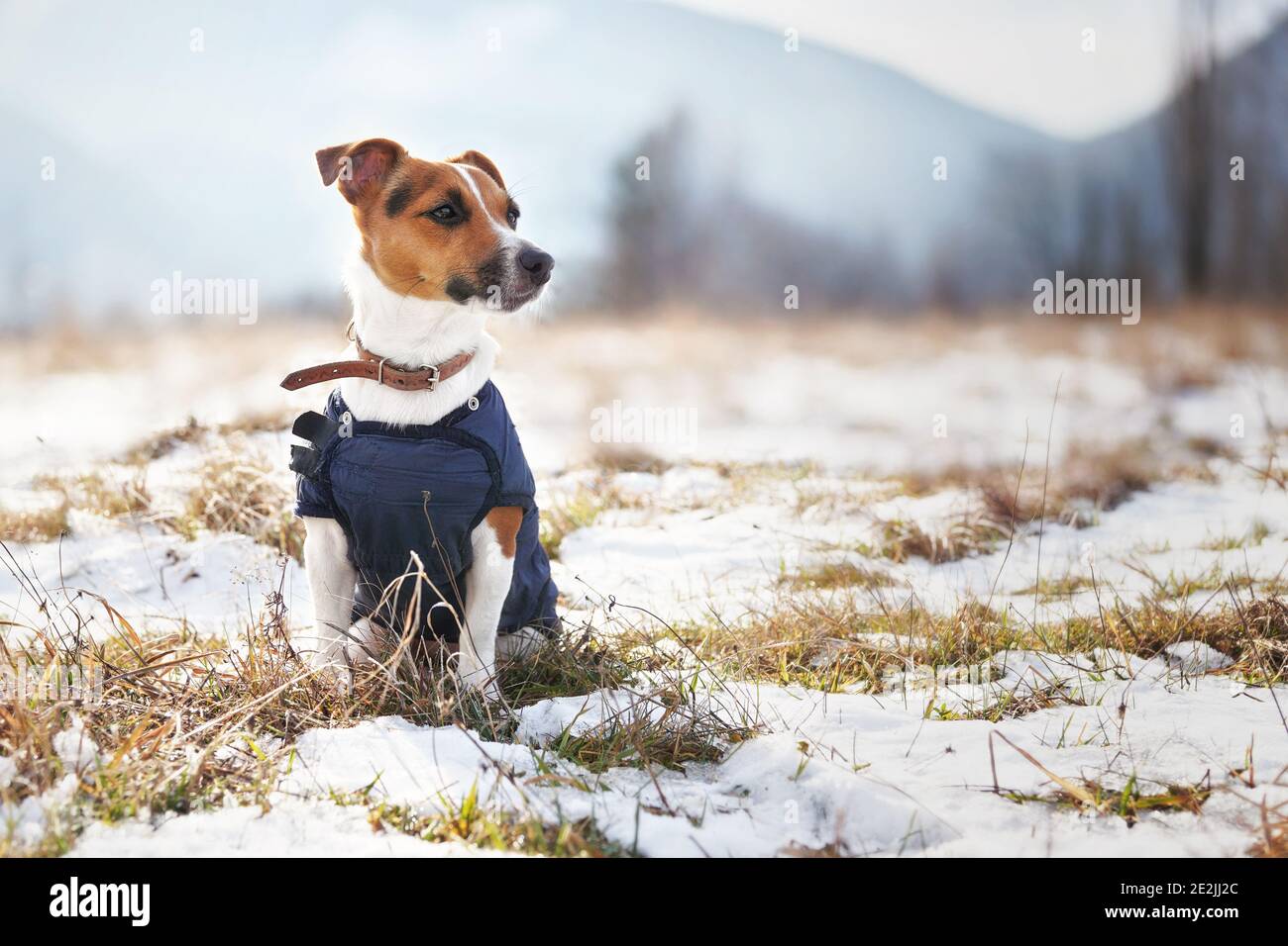 Small Jack Russell terrier in winter coat sitting at frozen ground with patches of snow on cold January sunny day, blurred trees and mountains backgro Stock Photo