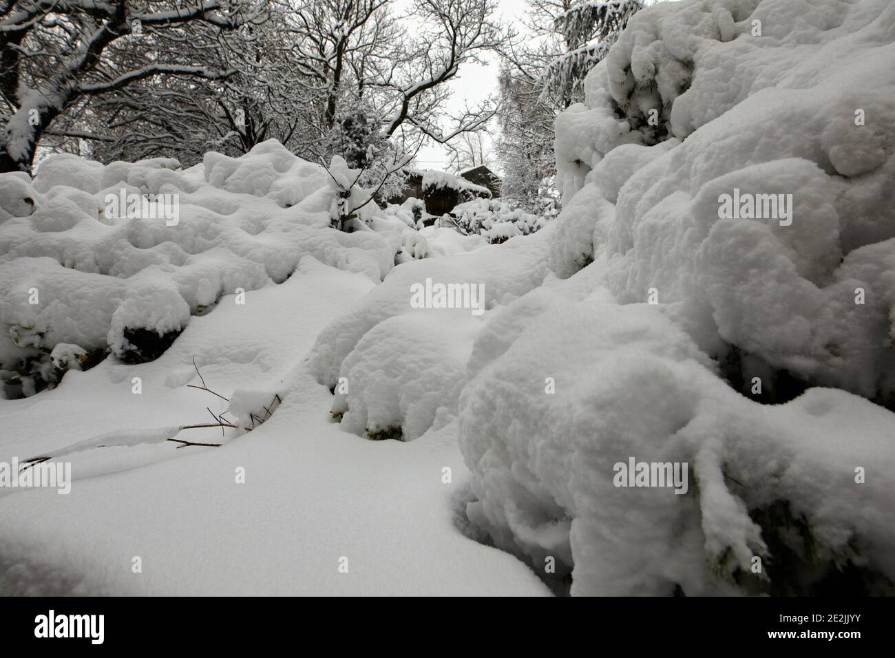 Shrubs in the snow hi-res stock photography and images - Alamy