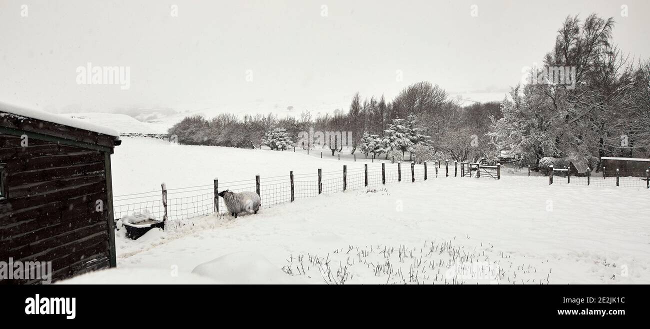Deep snow after daylong snowfall on moorland smallholding in Nidderdale with view across sheep and goat paddock Stock Photo