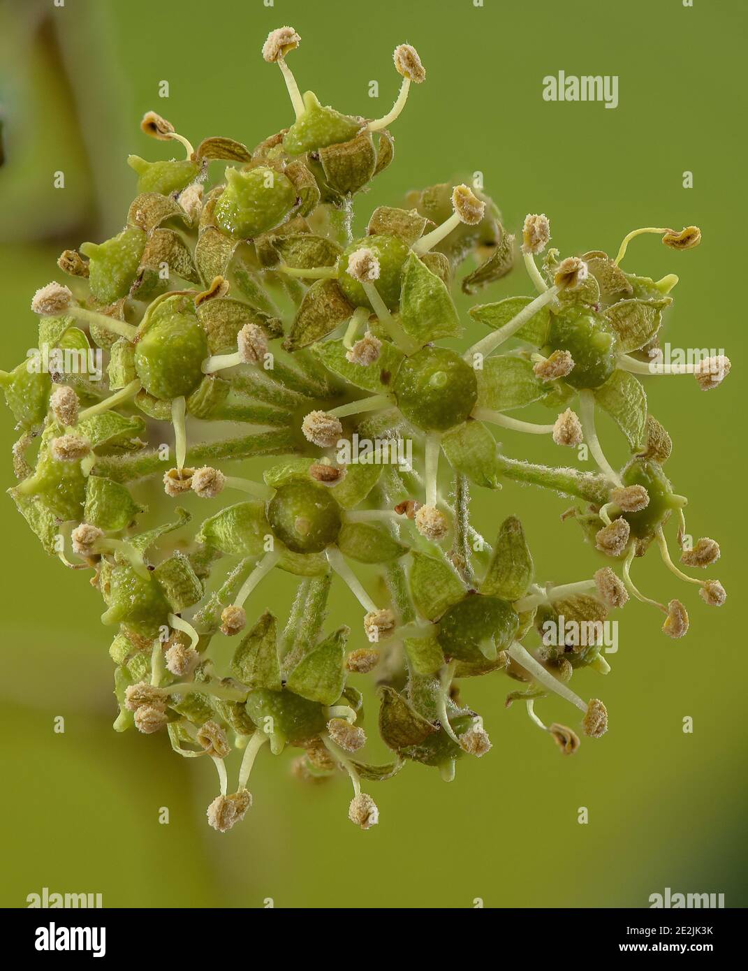 Common ivy, Hedera helix, in flower in late autumn. Stock Photo