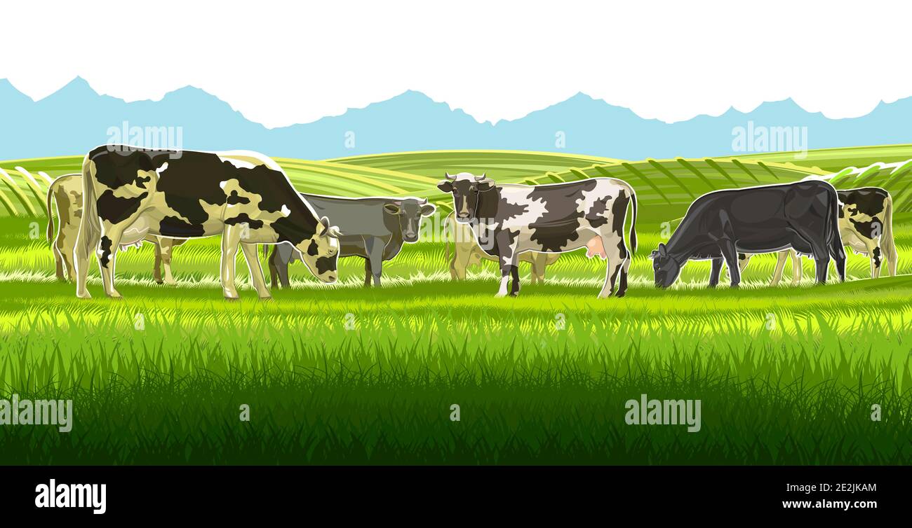 A herd of cows grazes among the rural hills. Pastures. Meadows and ...