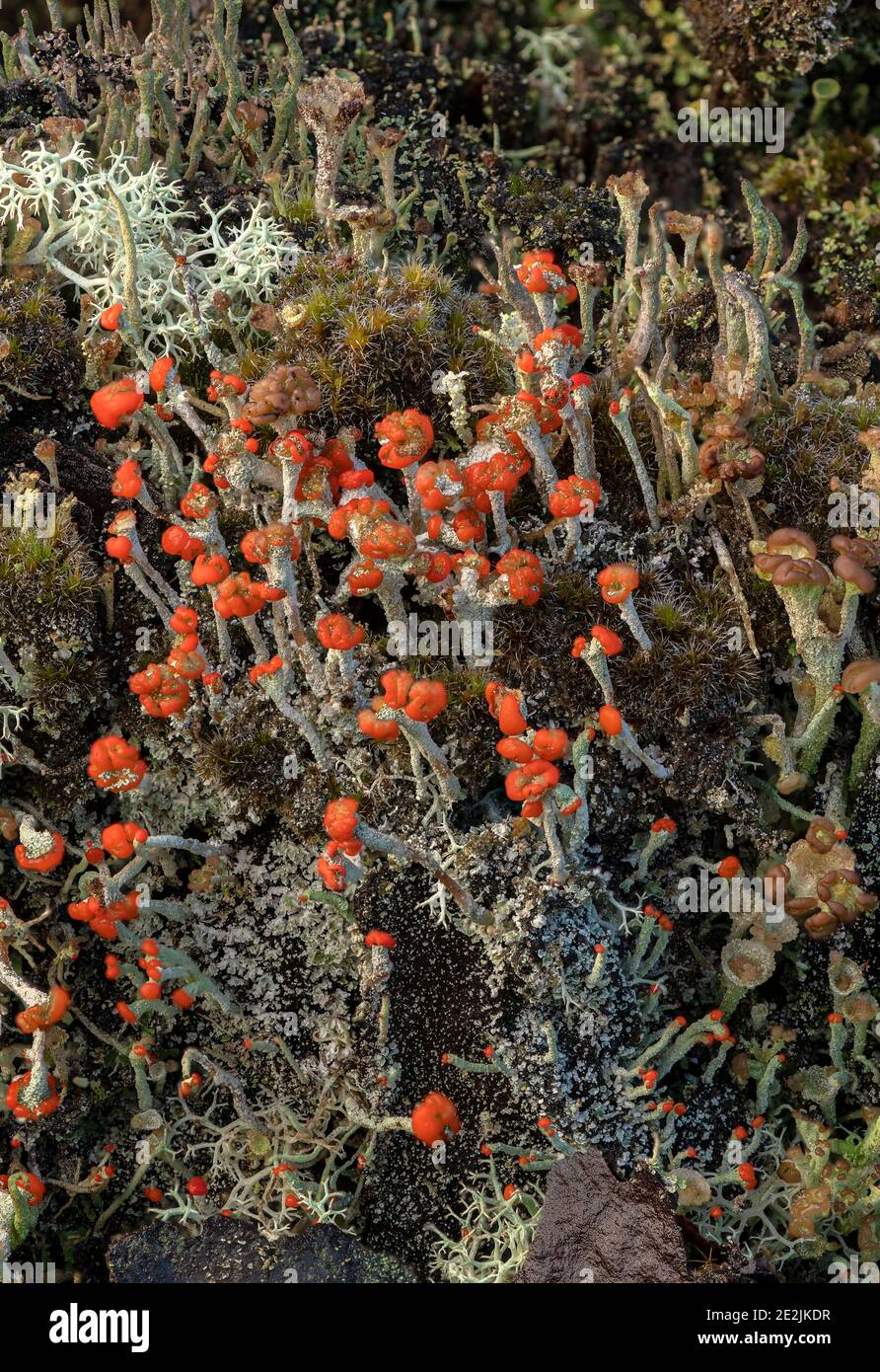 A fruticose lichen, Cladonia diversa growing on heathland, Dorset Stock Photo