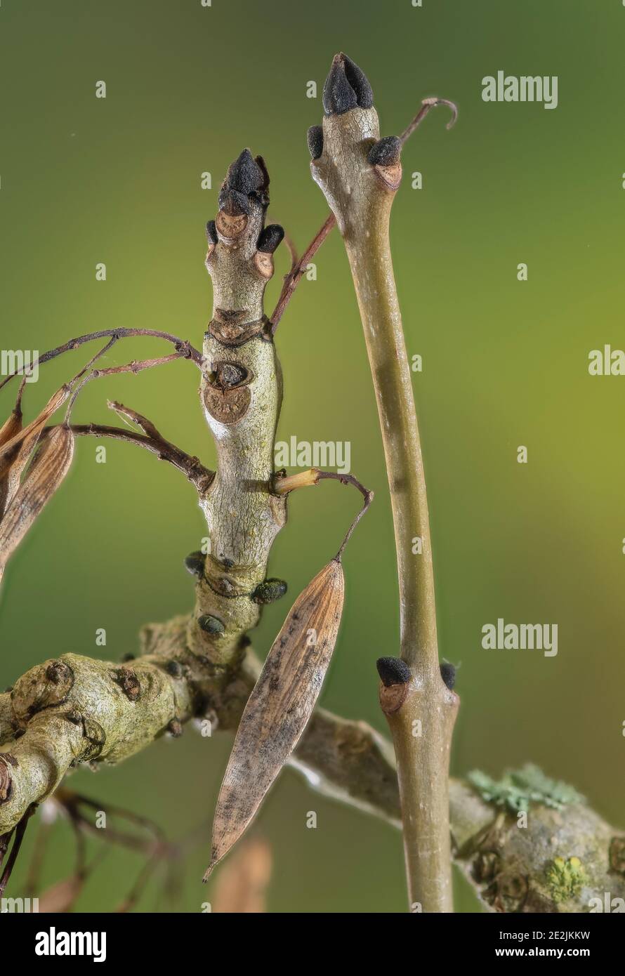 Common ash, Fraxinus excelsior, in early winter - buds and keys (fruit). Stock Photo