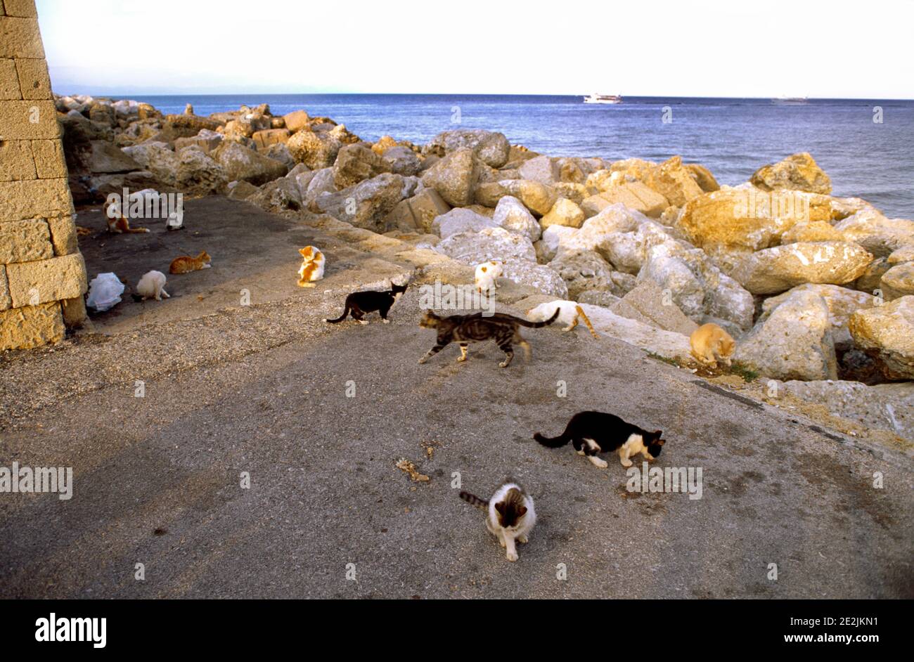 Rhodes Greece Feral Cats Gathering Mandraki Harbour Stock Photo