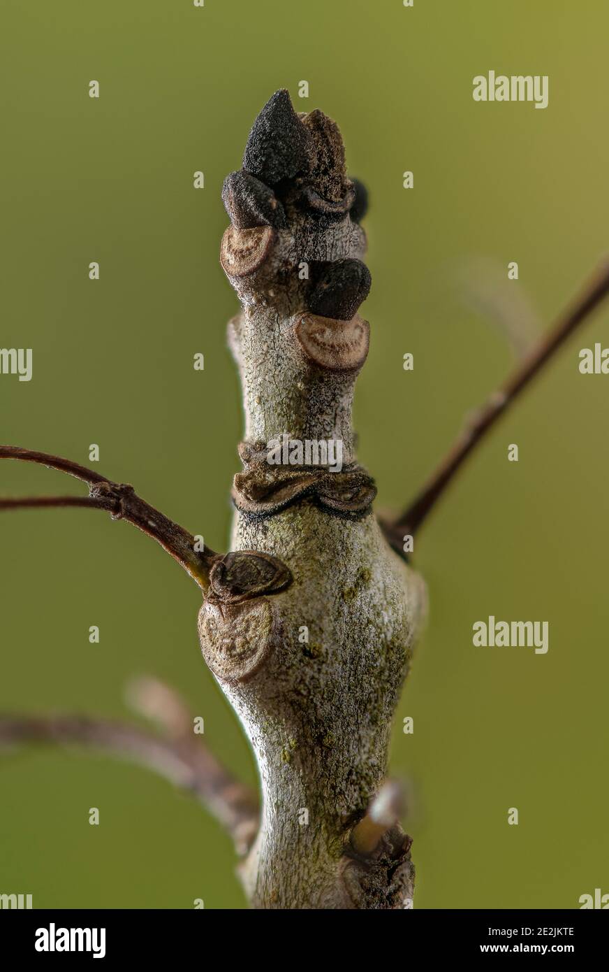 Buds of Common ash, Fraxinus excelsior, in early winter. Stock Photo