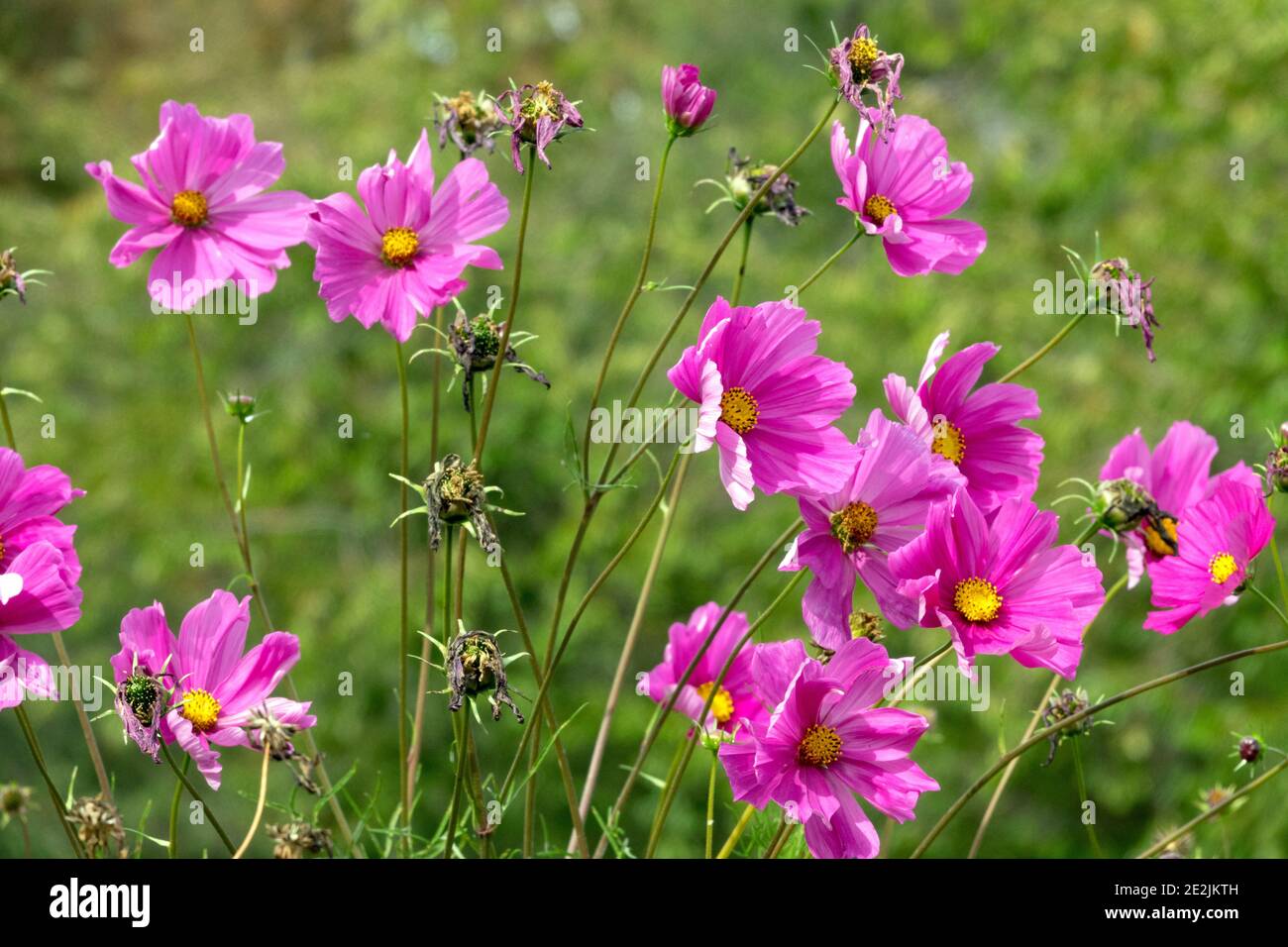 Late summer flowers Pink cosmos annual Stock Photo