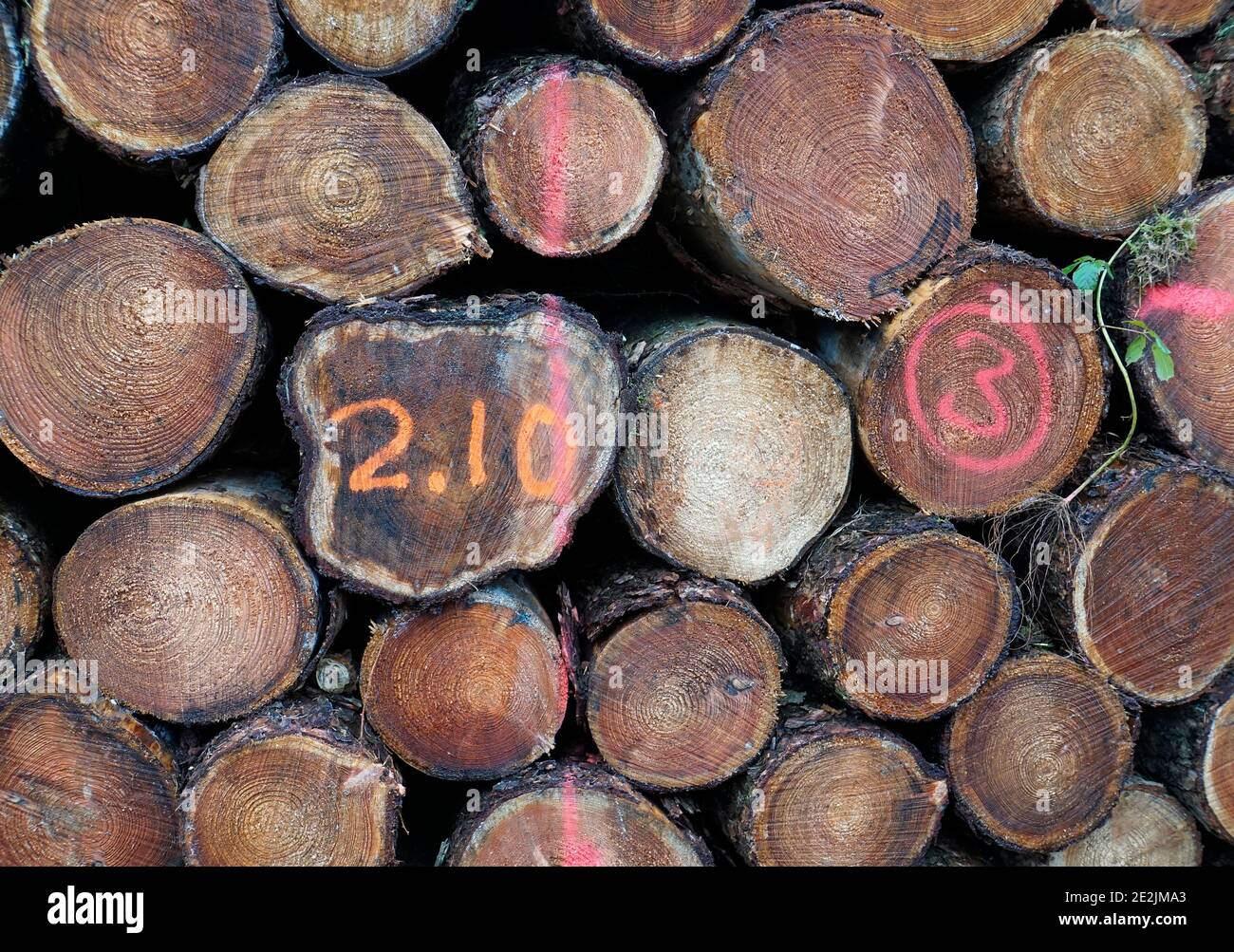 Stack of felled needle wood. Part of a wood pile. Wood industry. Brown background Stock Photo