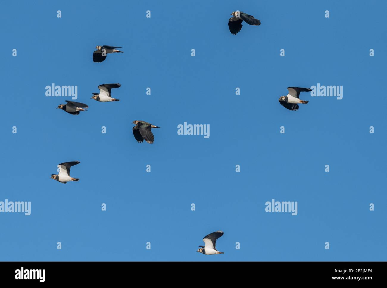 Flock of lapwings, Vanellus vanellus, in winter on the Somerset Levels. Stock Photo