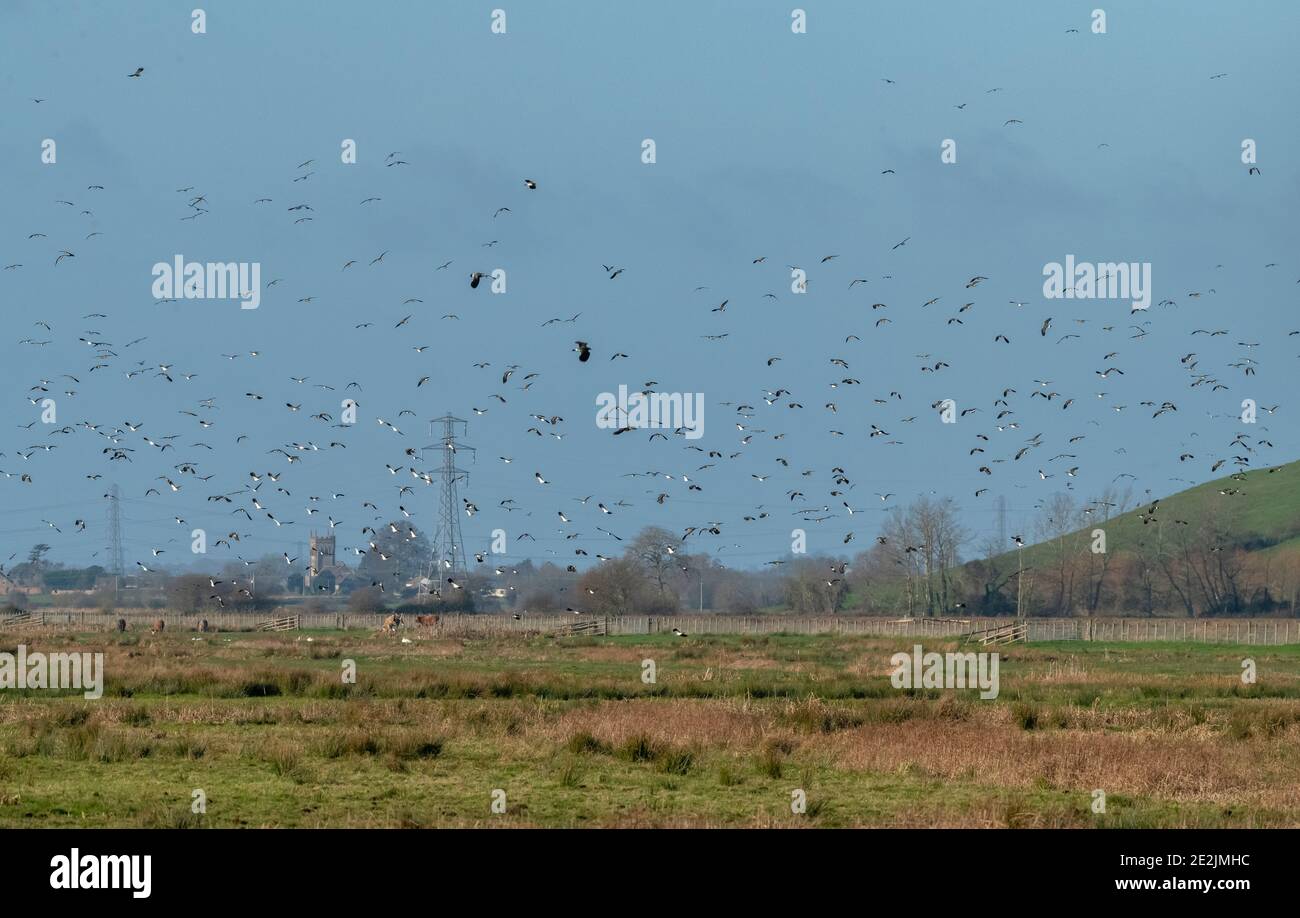 Flock of lapwings, Vanellus vanellus, in winter on the Somerset Levels. Stock Photo