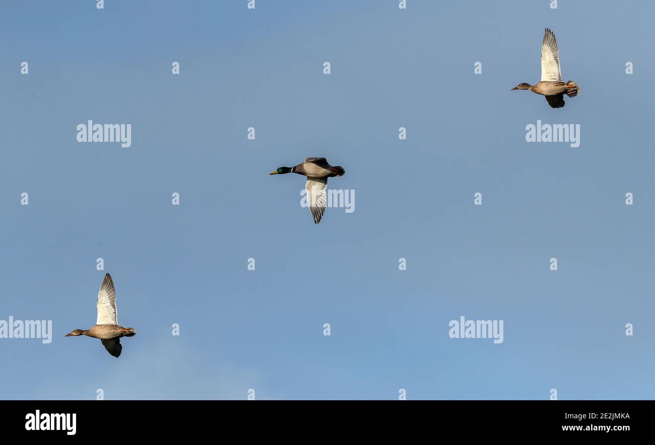Flock of Mallard, Anas platyrhynchos, in flight in winter. Stock Photo
