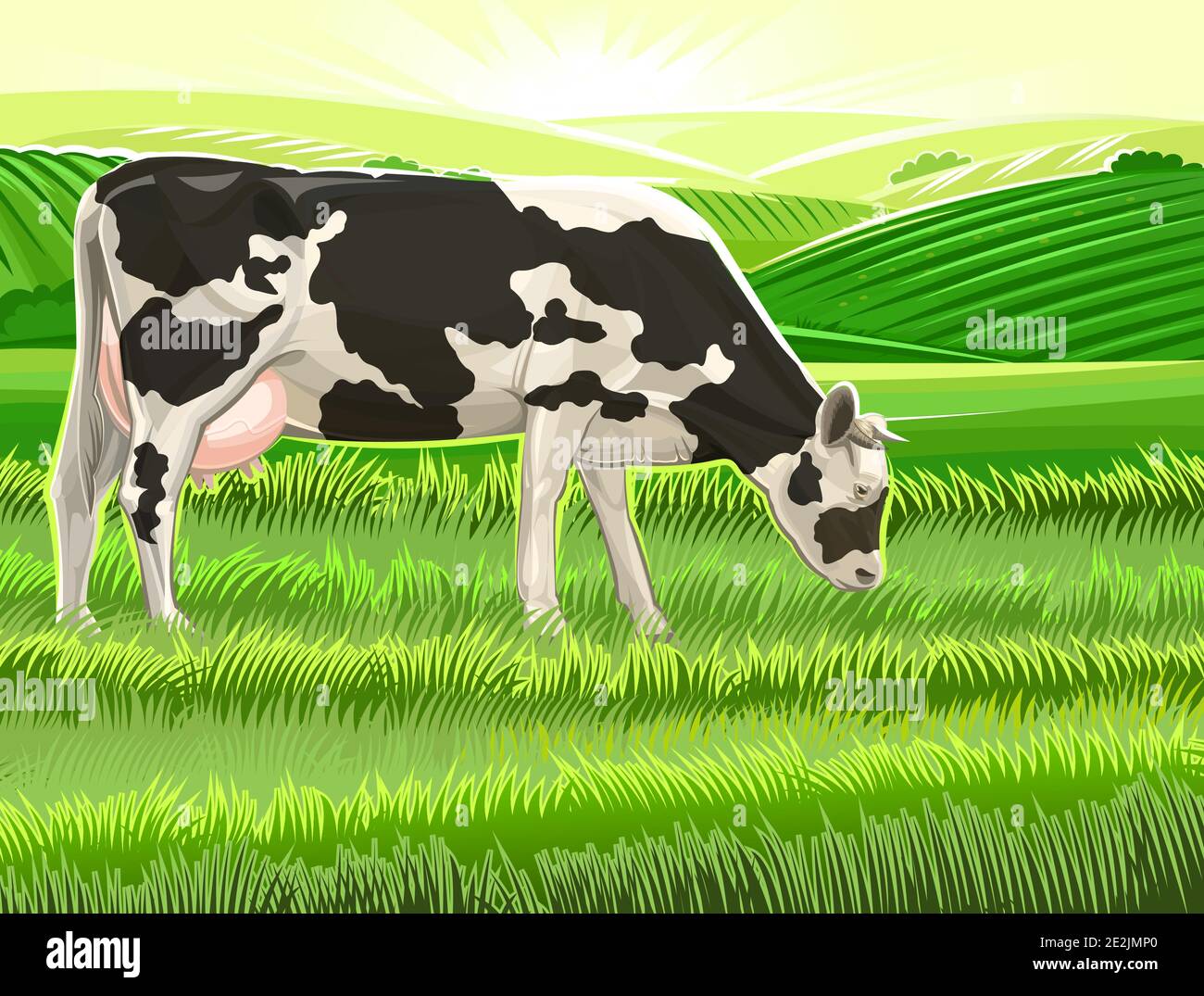 A cow is grazing in a pasture. landscape. Black and white breed. Meadow grass. Rural rustic view. In the distance, hills, farmlands, and the sky. Cool Stock Vector
