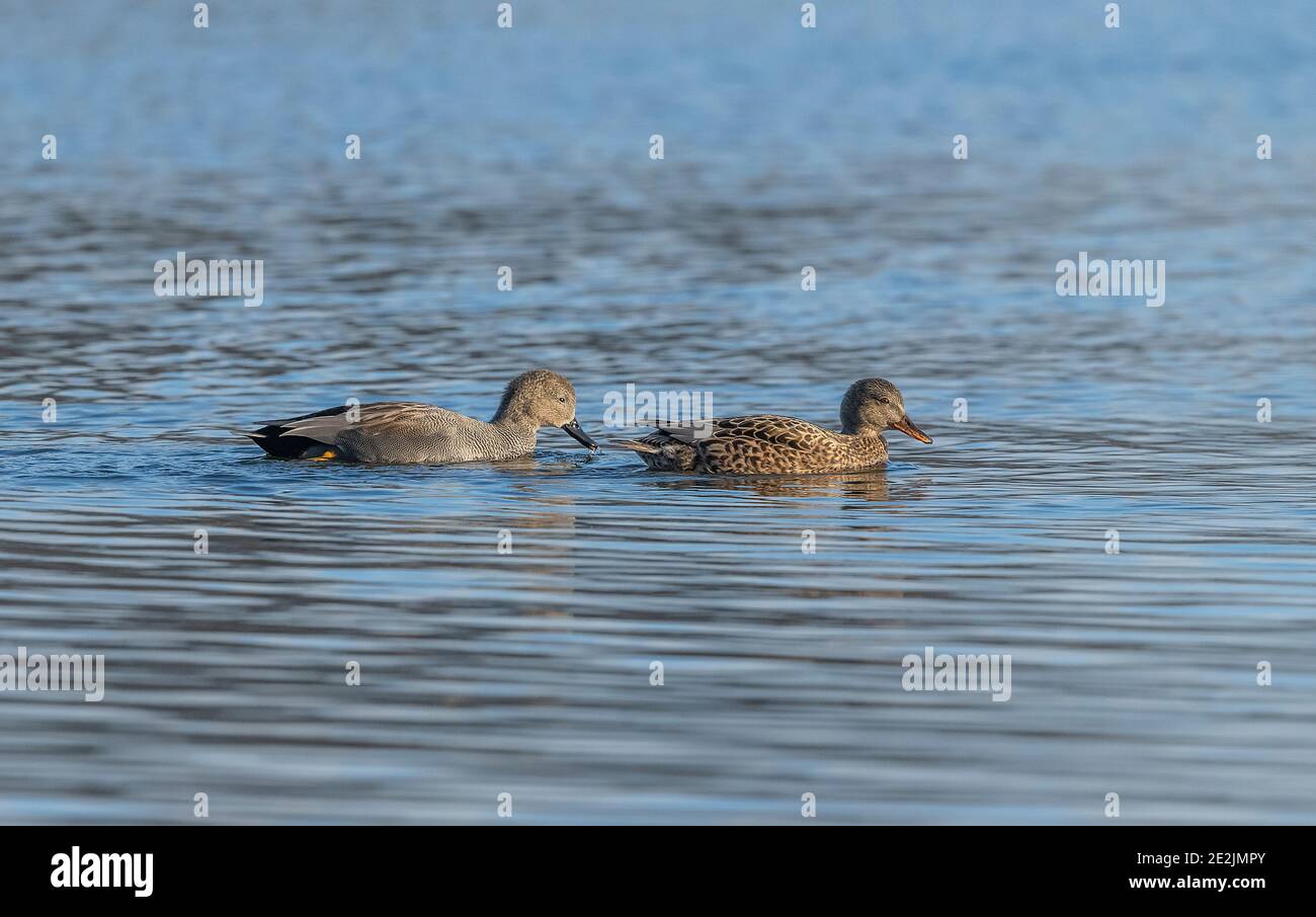 Pair of Gadwall, Mareca strepera, on the Somerset Levels in winter. Stock Photo