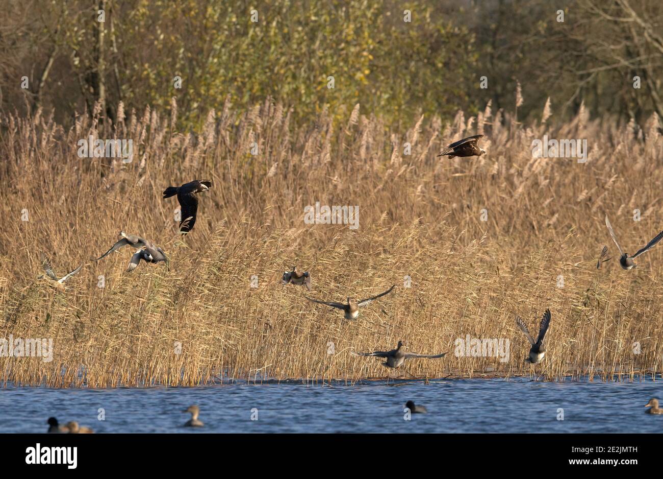 Two female Marsh harriers, Circus aeruginosus, over reedbeds in winter on the Somerset Levels, disturbing Gadwall etc. Stock Photo
