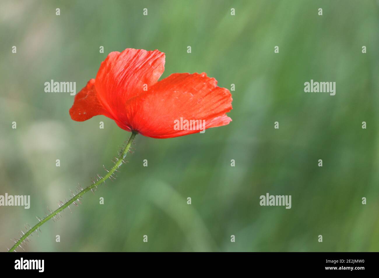close up of a blooming red poppy flower flower Stock Photo