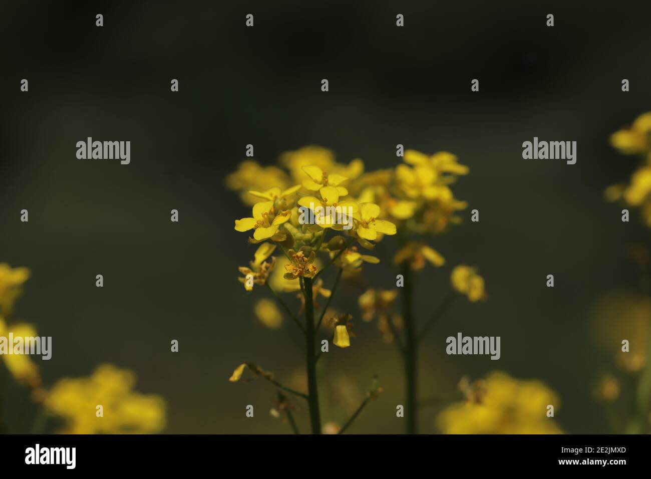 close up of a yellow blooming flowering plant in a field Stock Photo