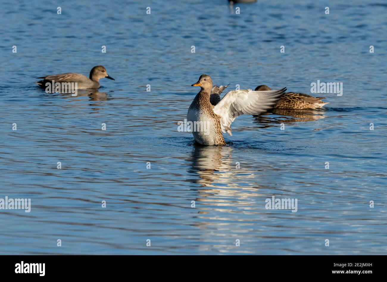 Female Gadwall, Mareca strepera, stretching her wings on the Somerset Levels in winter. Stock Photo