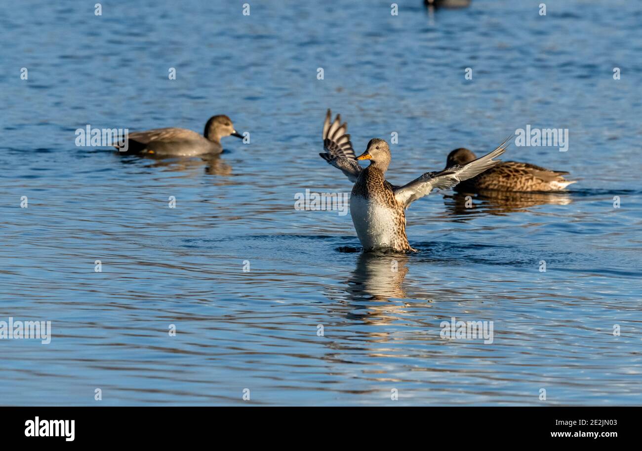 Female Gadwall, Mareca strepera, stretching her wings on the Somerset Levels in winter. Stock Photo