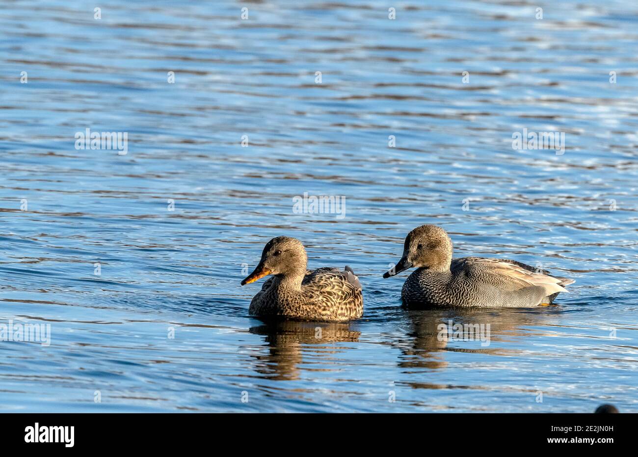 Pair of Gadwall, Mareca strepera, on the Somerset Levels in winter. Stock Photo