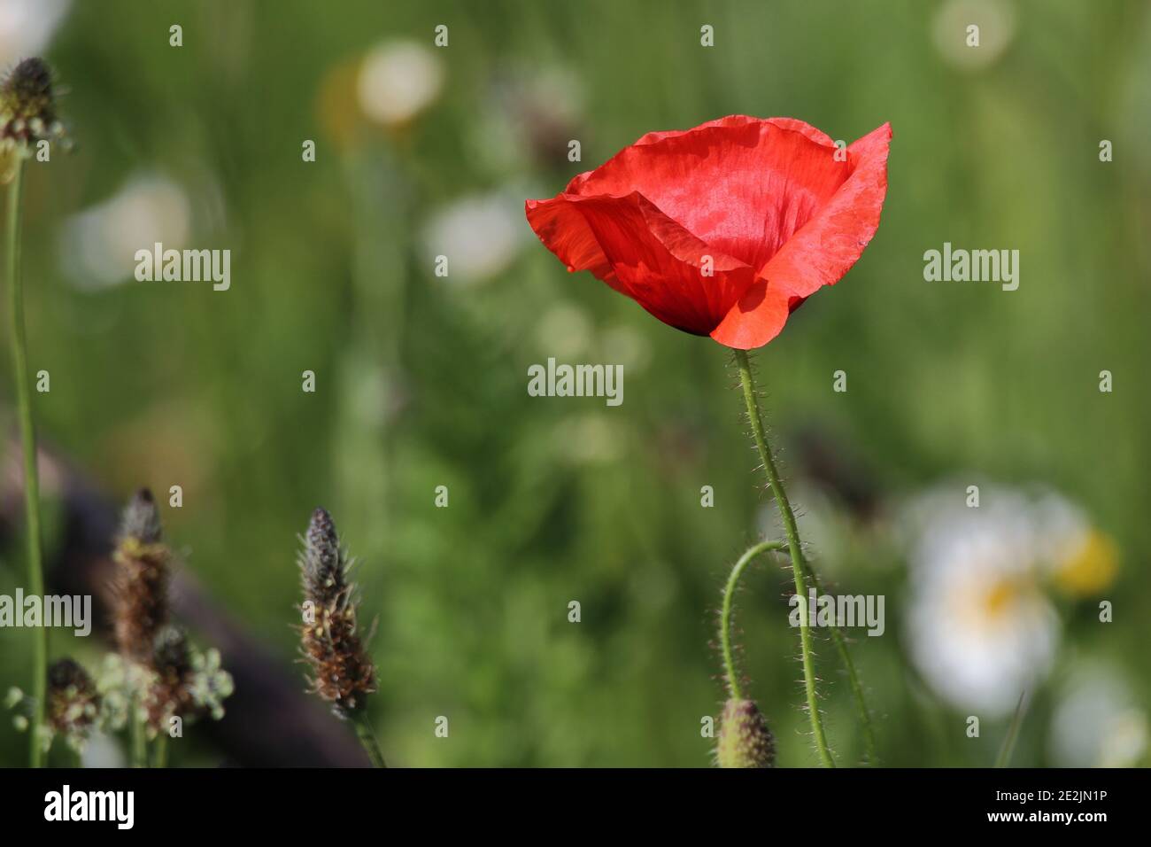 close up of a blooming red poppy flower flower Stock Photo