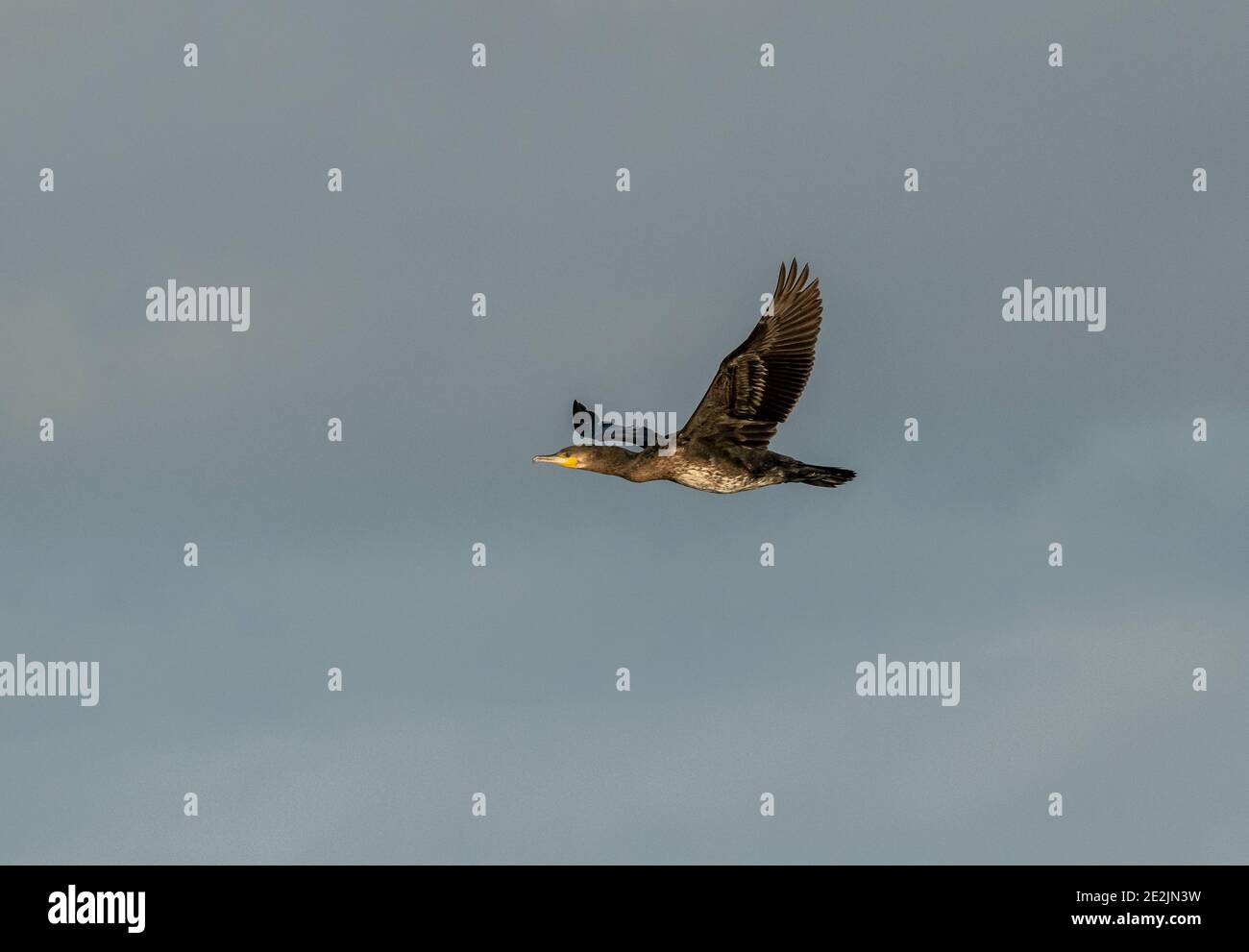 Young Common Cormorant, Phalacrocorax carbo, in flight in winter, Somerset Levels. Stock Photo