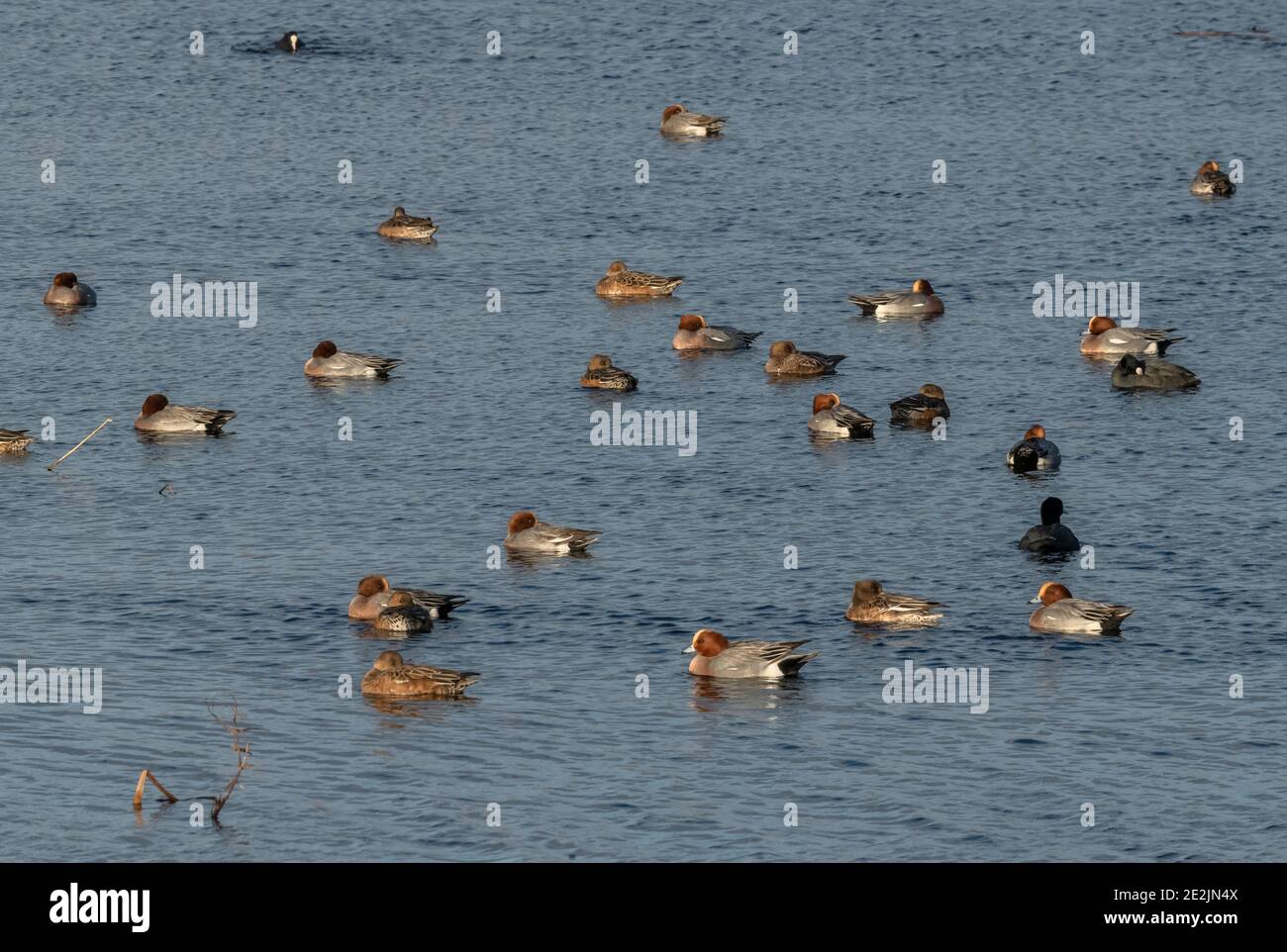Flock of wigeon, Mareca penelope, on a lake at Ham Wall, RSPB reserve, Somerset Levels, Avalon, Somerset, Stock Photo