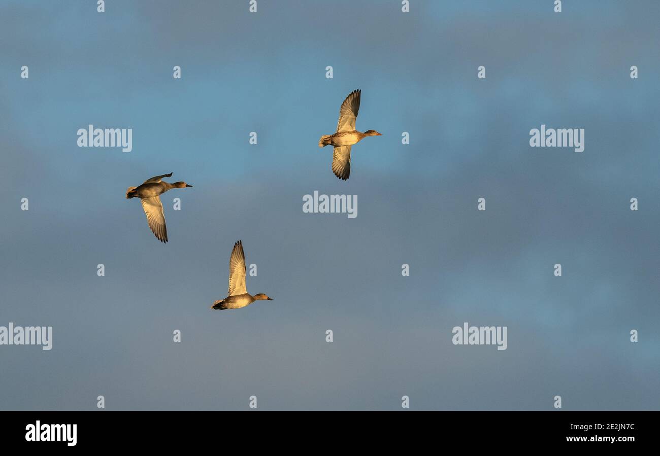 Group of Gadwall, Mareca strepera, in flight over the Somerset Levels in winter. Stock Photo
