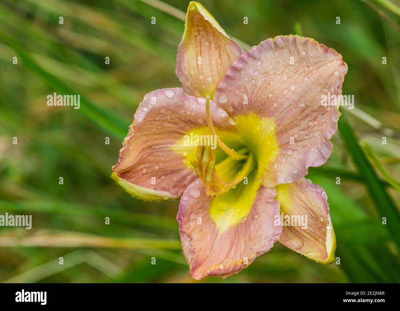 A macro shot of a wet daylily inner view. Stock Photo