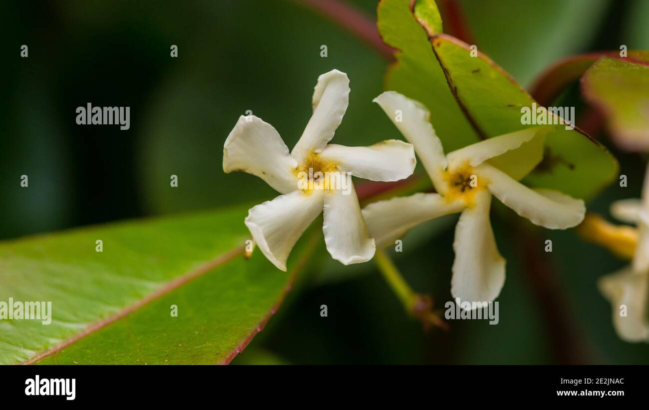 A macro shot of some star jasmine blooms. Stock Photo