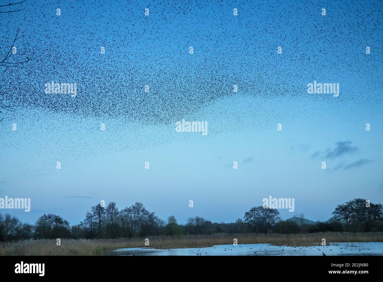 Huge flocks of Common starlings, Sturnus vulgaris, in  murmurations as they come to roost. Somerset Levels with Glastonbury Tor beyond. Stock Photo