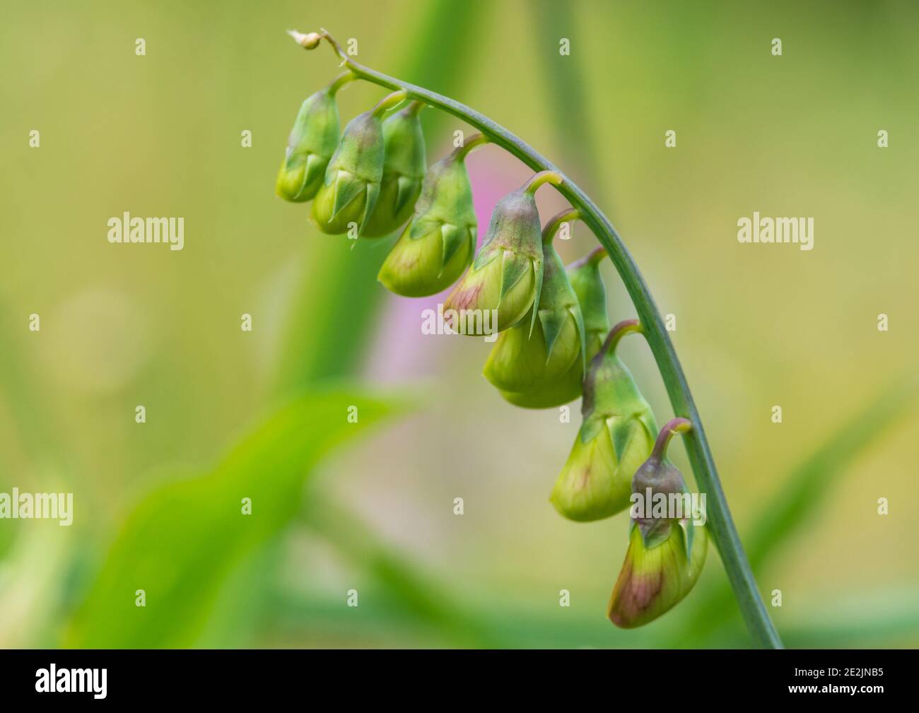 Sweet pea bud flower hi-res stock photography and images - Alamy