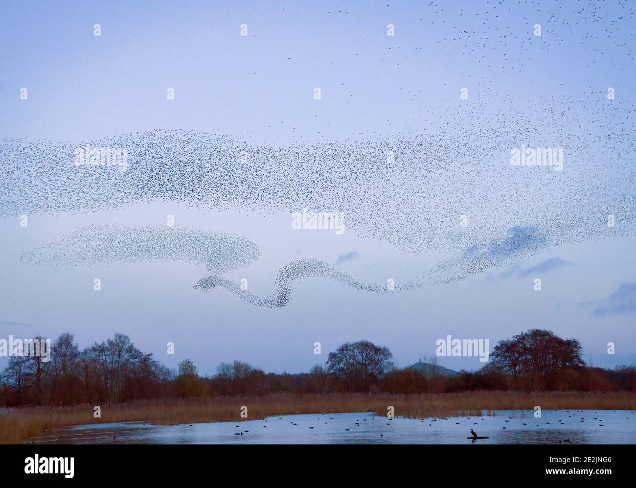 Huge flocks of Common starlings, Sturnus vulgaris, in  murmurations as they come to roost. Somerset Levels with Glastonbury Tor beyond. Stock Photo
