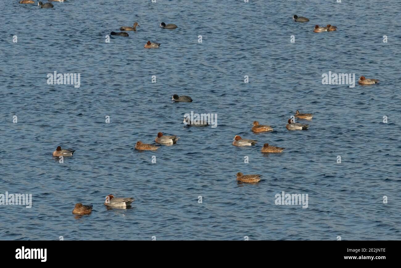 Flock of wigeon, Mareca penelope, with coot, on a lake at Ham Wall, RSPB reserve, Somerset Levels, Avalon, Somerset, Stock Photo