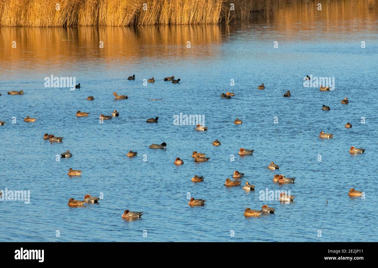 Flock of wigeon, Mareca penelope, with Gadwall etc, on a lake at Ham Wall, RSPB reserve, Somerset Levels, Somerset. Stock Photo