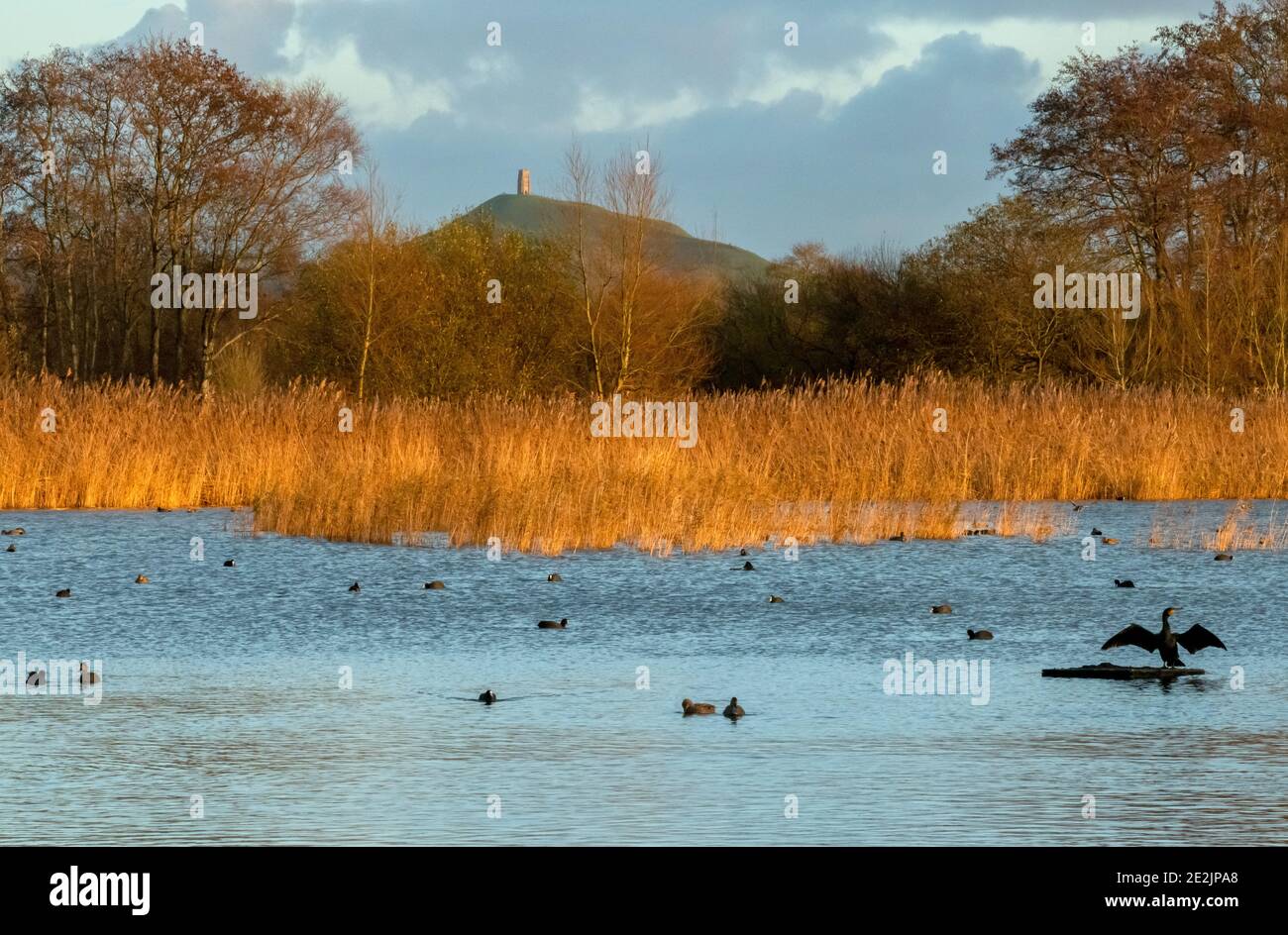 Ham Wall, RSPB reserve on the Somerset Levels, in winter, with Glastonbury Tor beyond. Common Cormorant and coots on the lake. Stock Photo