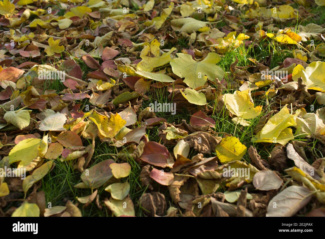 Autumn foliage, Italy Stock Photo