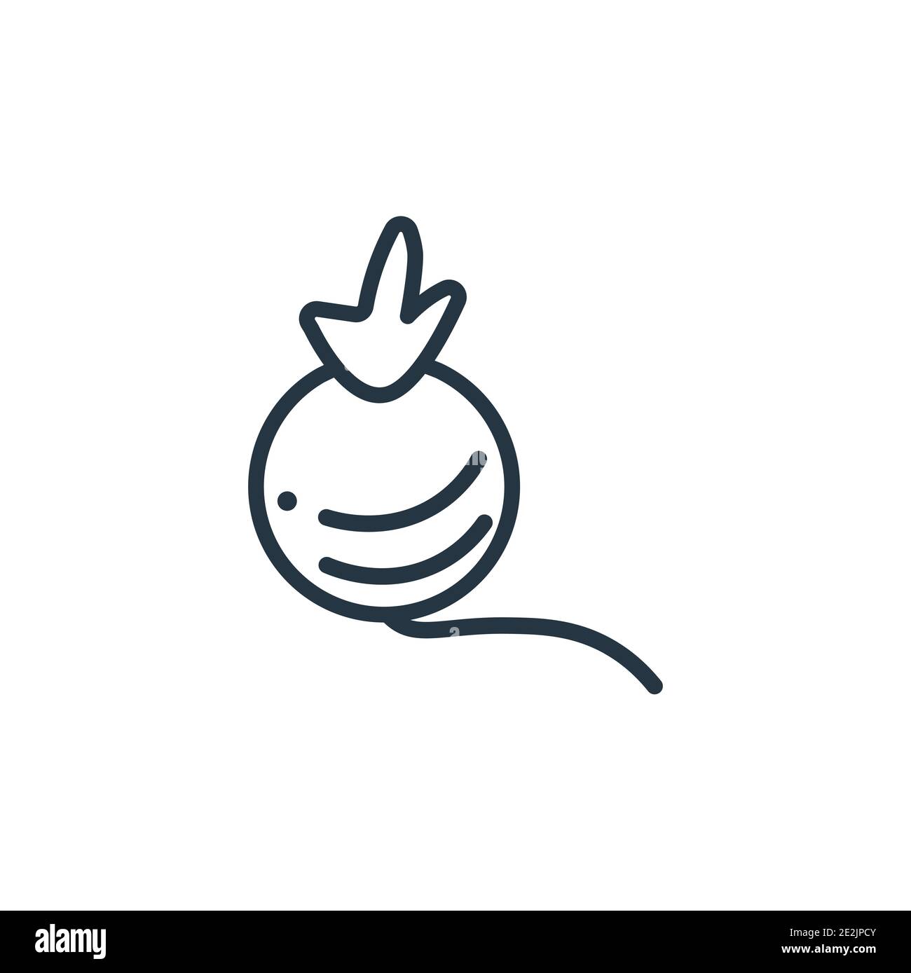 Turnip outline vector icon. Thin line black turnip icon, flat vector
